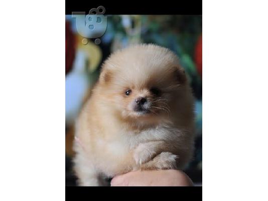 Καθαρόαιμα κουτάβια Pomeranian